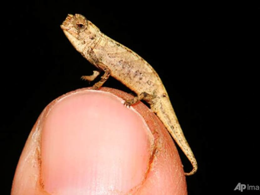 Tiny 13.5mm-long chameleon a contender for title of smallest reptile