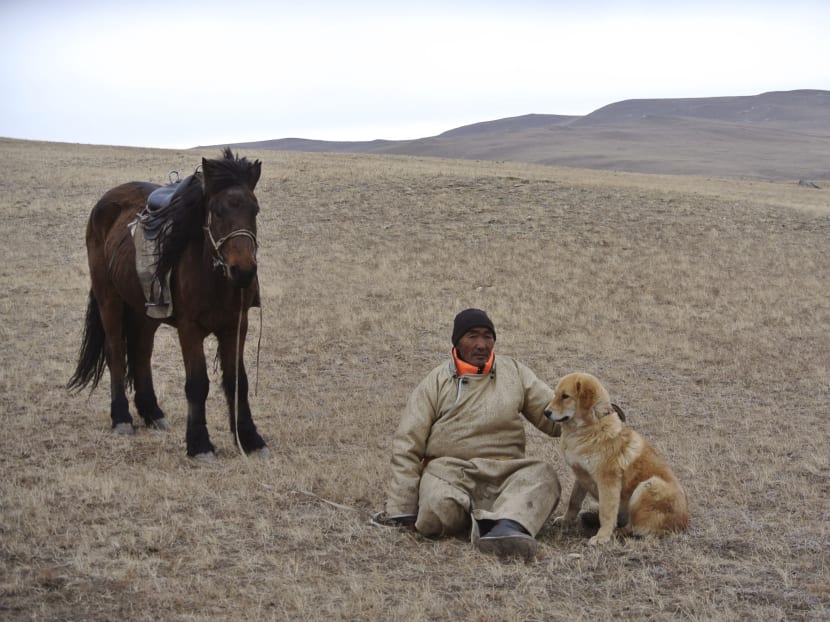 Mongolian mastiff deals