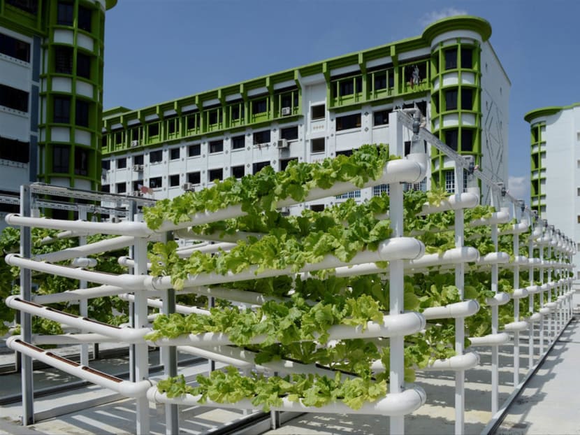 Organic vegetables are seen on growing towers that are primarily made out of polyvinyl chloride pipes at Citiponics' urban farm on the rooftop of a multi-storey carpark in a public housing estate in western Singapore on April 17, 2018.