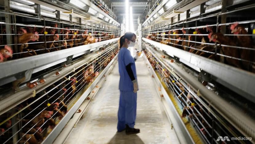 Inside the high-tech operations of Singapore’s largest egg farm