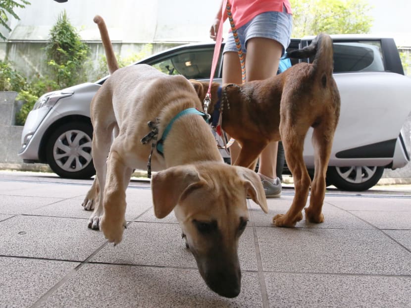SOSD hopes UberPUPPIES will dispel misconceptions about street dogs