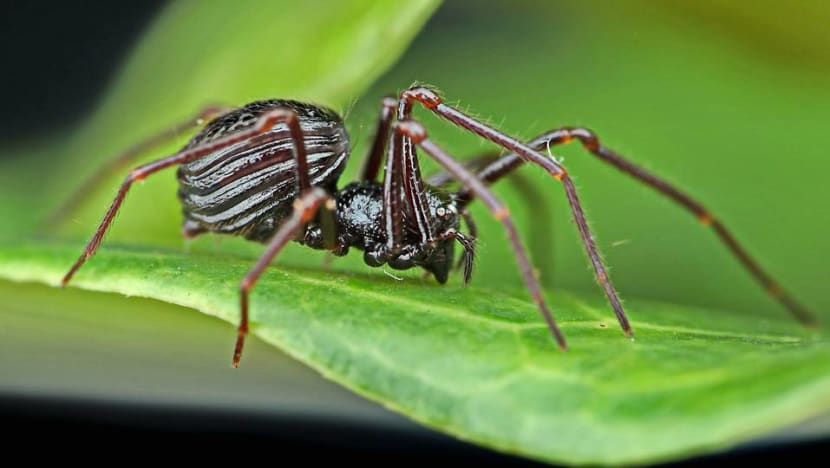 40 species potentially new to Singapore discovered in Bukit Timah Nature Reserve survey 40 species potentially new to Singapore discovered in Bukit Timah Nature Reserve survey