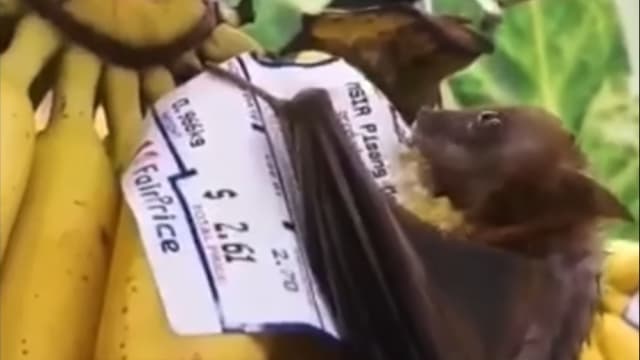 蝙蝠偷吃超市香蕉 职总平价：受影响水果已被丢弃