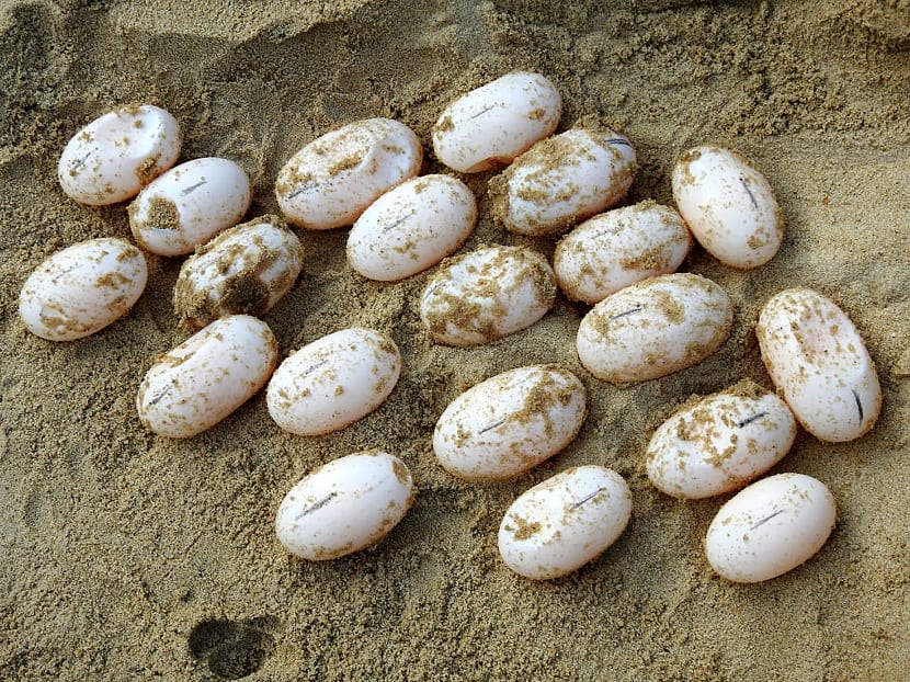 This handout photo taken on January 19, 2021 and released by the Wildlife Conservation Society on March 2, 2021 shows royal turtle eggs on the sand at the Koh Kong Reptile Conservation Center (KKRCC) in Koh Kong province. This handout photo taken on January 19, 2021 and released by the Wildlife Conservation Society on March 2, 2021 shows royal turtle eggs on the sand at the Koh Kong Reptile Conservation Center (KKRCC) in Koh Kong province.