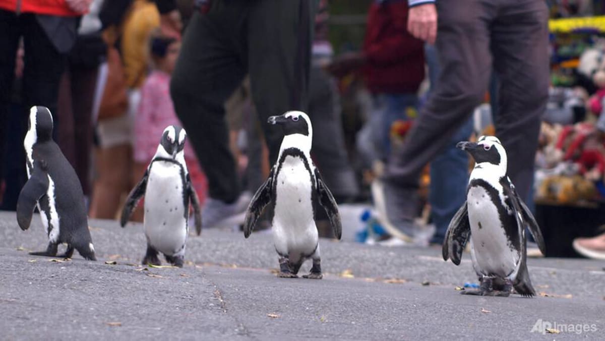 ‘Seperti menonton reality show’: Bintang-bintang Kota Penguin bergoyang-goyang di mata