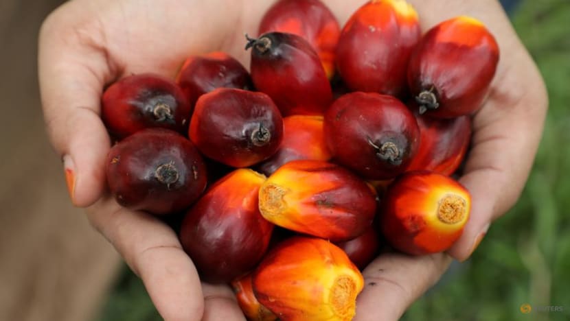 Asian palm oil buyers replenish inventories as prices correct Asian palm oil buyers replenish inventories as prices correct