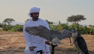 Gulf Falcons - Why Is The Gulf A Magnet For Foreign Talent?