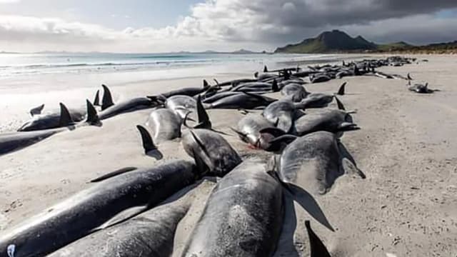 新西兰有大约500头搁浅领航鲸死亡