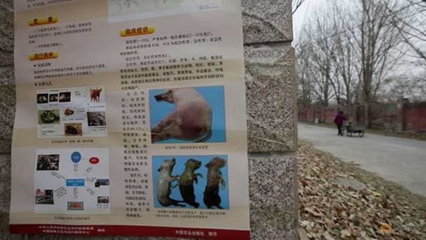 China lapor 2 penularan wabak demam babi Afrika