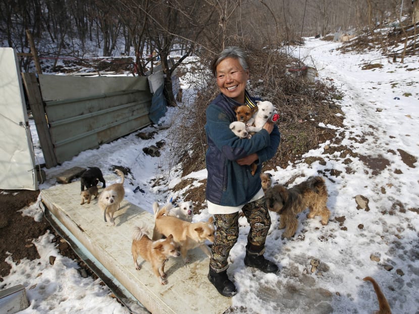 Gallery: Korean woman raises 200 dogs saved from streets, restaurants