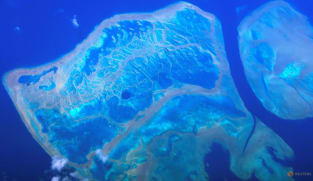 Parts of Australia's Great Barrier Reef show highest coral cover in 36 years