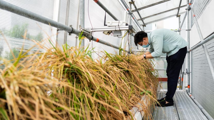 As temperatures rise, Singapore races to find solutions to secure its food supply As temperatures rise, Singapore races to find solutions to secure its food supply