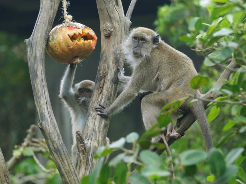 Crab-eating macaques, such as those seen here at the Singapore River Safari, were kept at the research facility in Texas. A spokesperson for the research facility could not immediately confirm if those are the species of primate that died. Photo: Wildlife Reserves Singapore