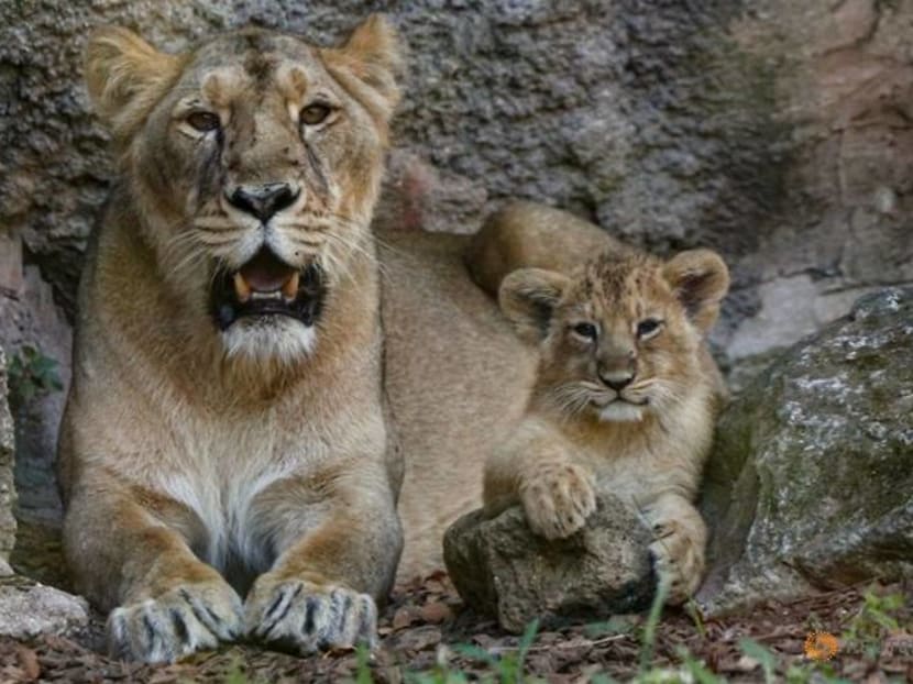 Rome zoo shows off two lion cubs born under lockdown Rome zoo shows off two lion cubs born under lockdown
