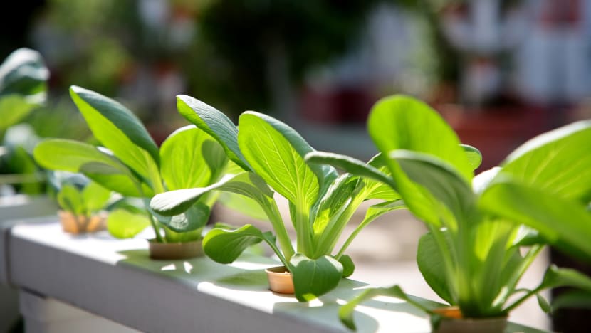 Tenders awarded for 7 urban farming sites on HDB carpark rooftops