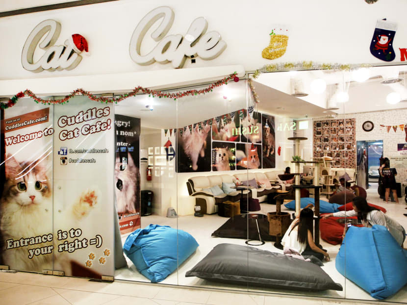 Cuddles Cat Cafe at *Scape. TODAY file photo