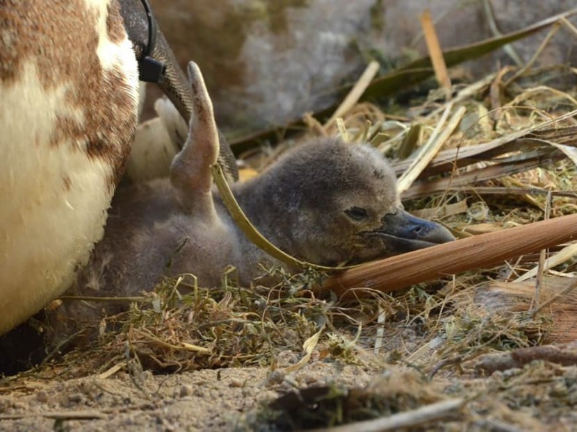 Gallery: Japan hatches penguin chicks using artificial insemination