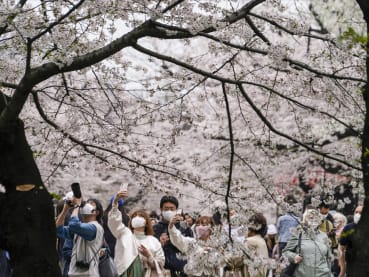 Sakura forecast for 2023: When and where to spot cherry blossoms around Japan?