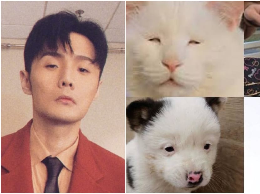 Dog with small eyes sales