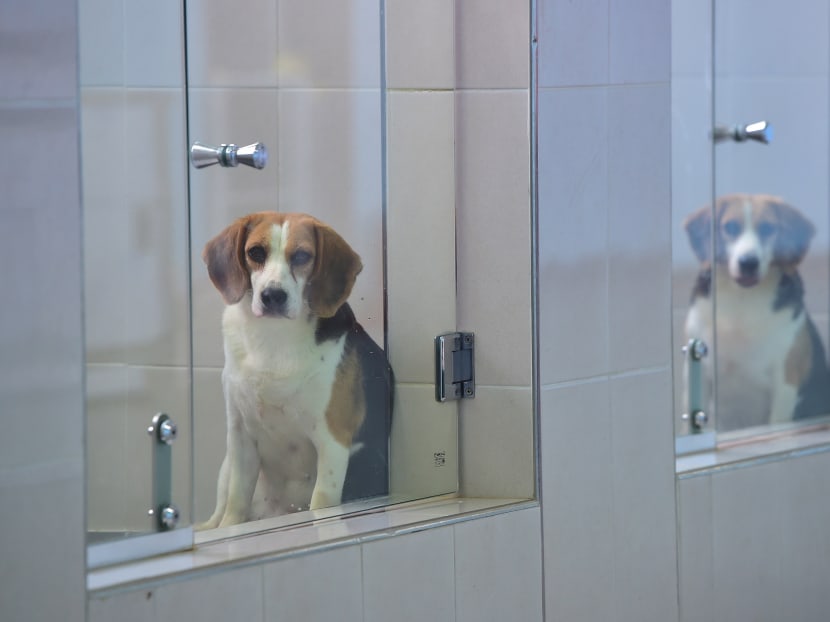 Fido forever? S Korea’s dog cloning clinic