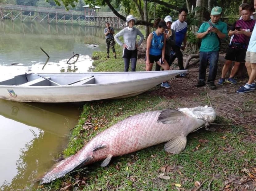 The seven-foot long dead arapaima surfaced at Tun Fuad Stephens Park lake in Sabah.