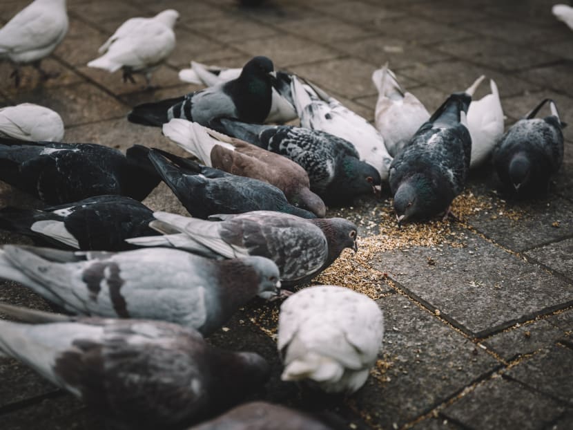 According to the Aljunied-Hougang Town Council, the pigeon culling exercise was led by a licensed specialist pest control contractor with approval from relevant authorities.
