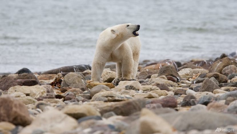 Canadian polar bears near 'bear capital' dying at fast rate Canadian polar bears near 'bear capital' dying at fast rate