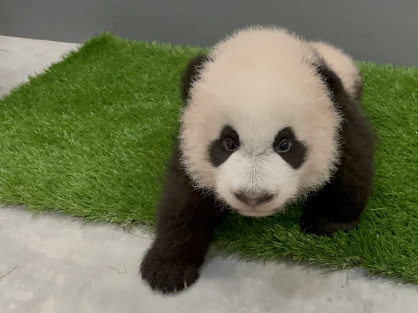 Singapore’s panda cub is turning 100 days old and he's finally getting a name in December