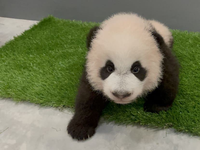 Singapore’s panda cub is turning 100 days old and he's finally getting a name in December Singapore’s panda cub is turning 100 days old and he's finally getting a name in December