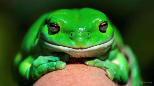 Amphibian crisis: 41% of species deemed threatened with extinction 