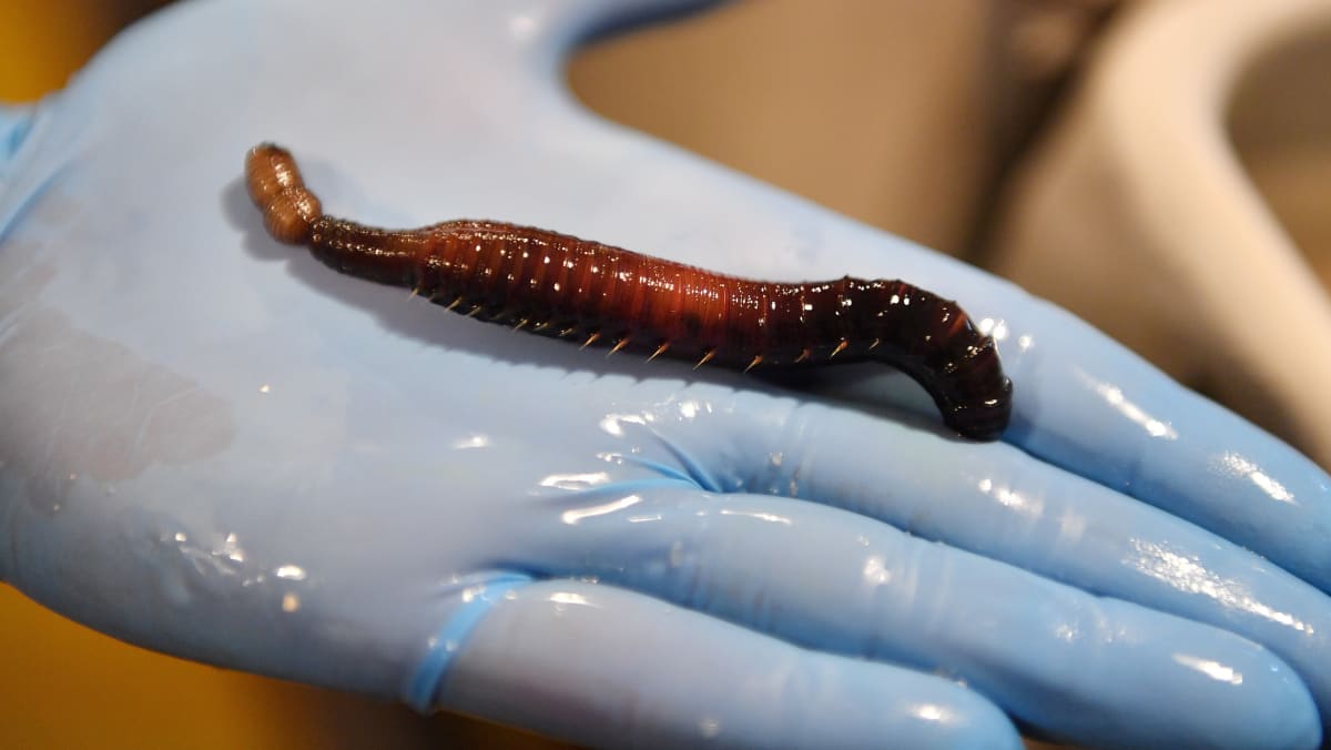 The story of how a worm turned into a bringer of medical