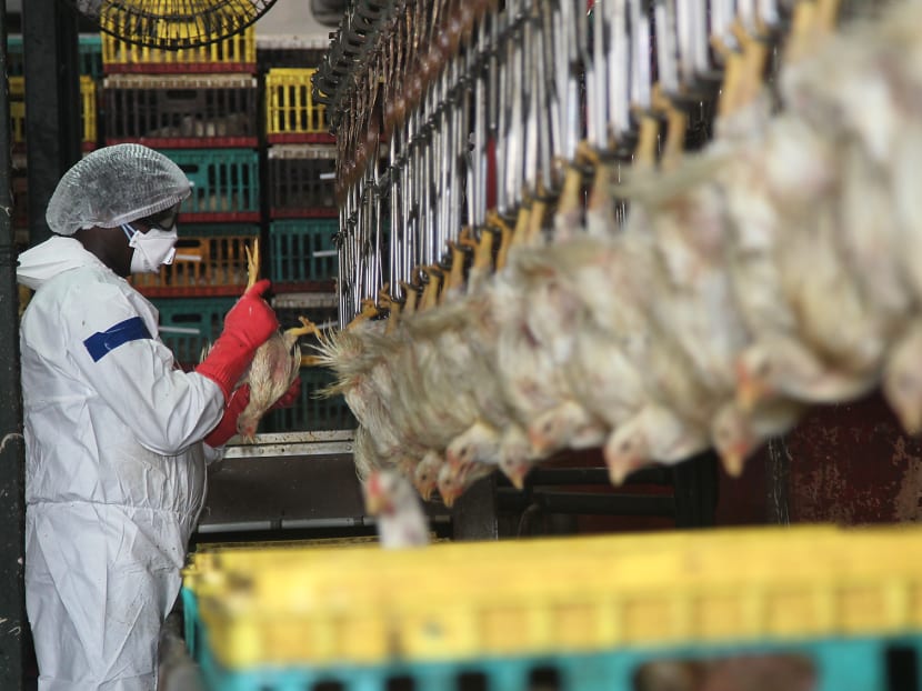 Gallery: AVA holds first bird flu drill at poultry slaughterhouse