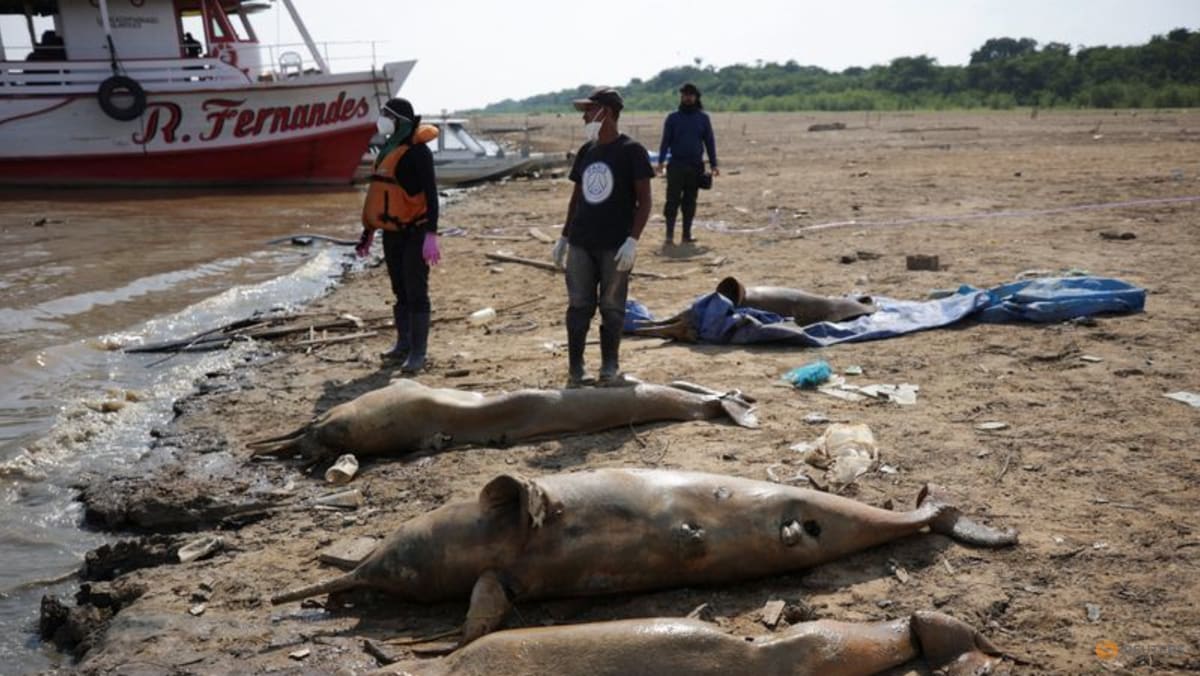 Death of dolphins in Amazon linked to severe drought, heat