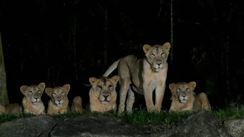 4 lions at Night Safari test positive for COVID-19 after exposure to infected staff