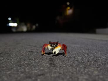 A crab crosses the Roberto Burle Marx road in west Rio de Janeiro on April 17, 2024. In Brazil, where about 16 wild animals become roadkill every second, a computer scientist has come up with a futuristic solution: Using AI to warn drivers of their presence. 