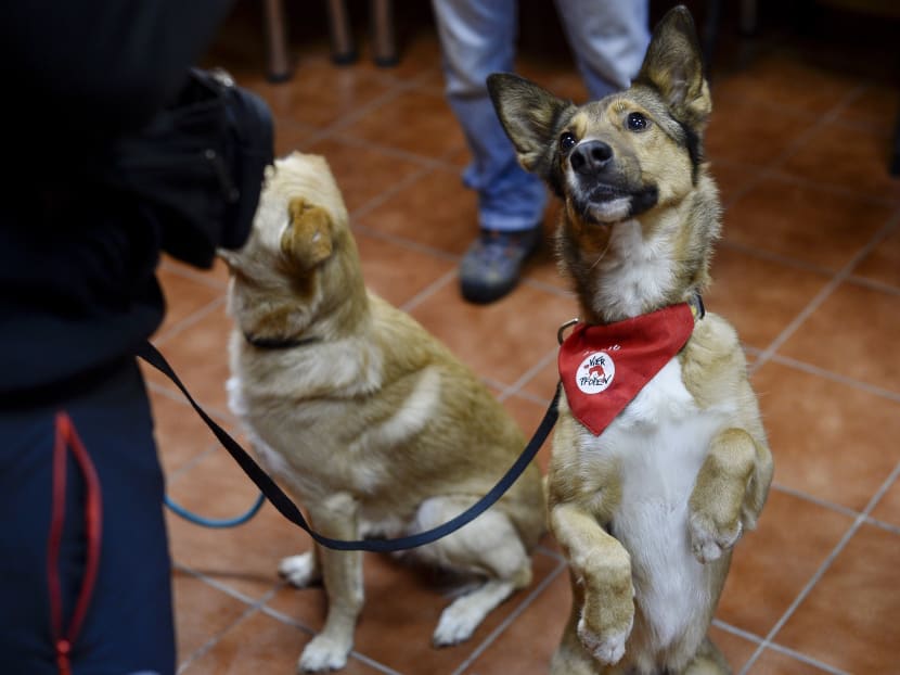 Gallery: Street dogs transform lives of Bucharest elderly