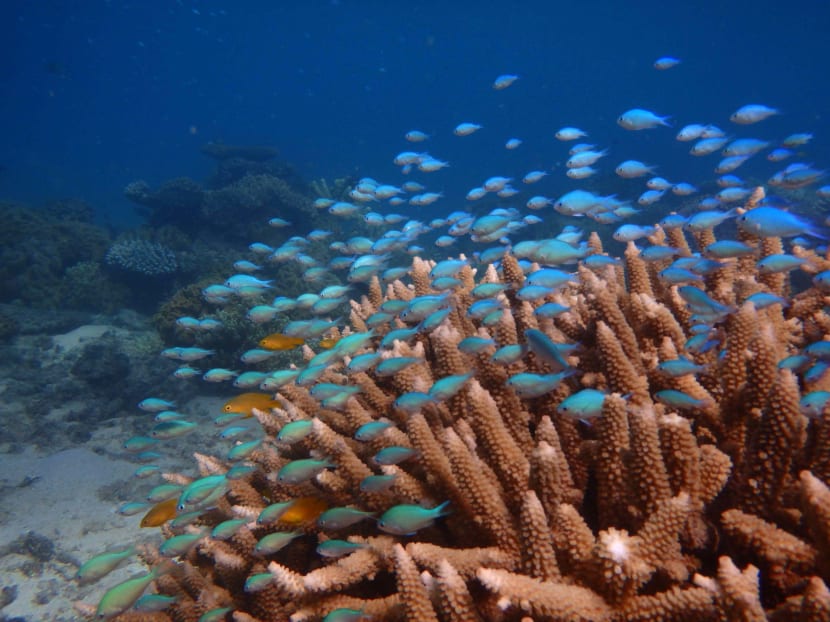 Damselfish on a coral reef at Lizard Island on the Great Barrier Reef.  Photo: James Cook University via AFP