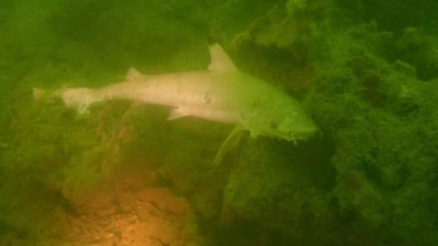 国家公园局：韩都岛八条黑鳍幼鲨 很可能被捕鱼刺网困住而死