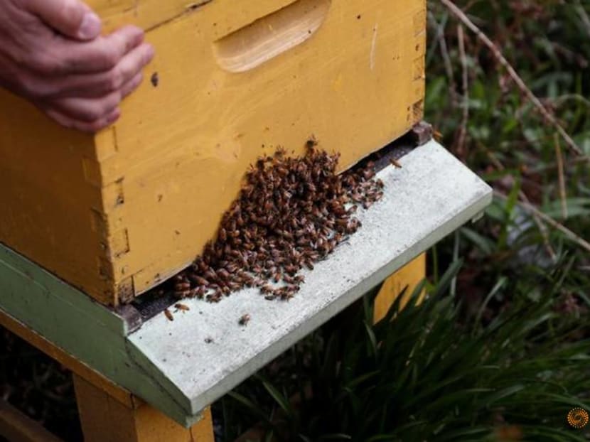 Beehive deliveries keep New Yorkers buzzing on rooftops, backyards Beehive deliveries keep New Yorkers buzzing on rooftops, backyards