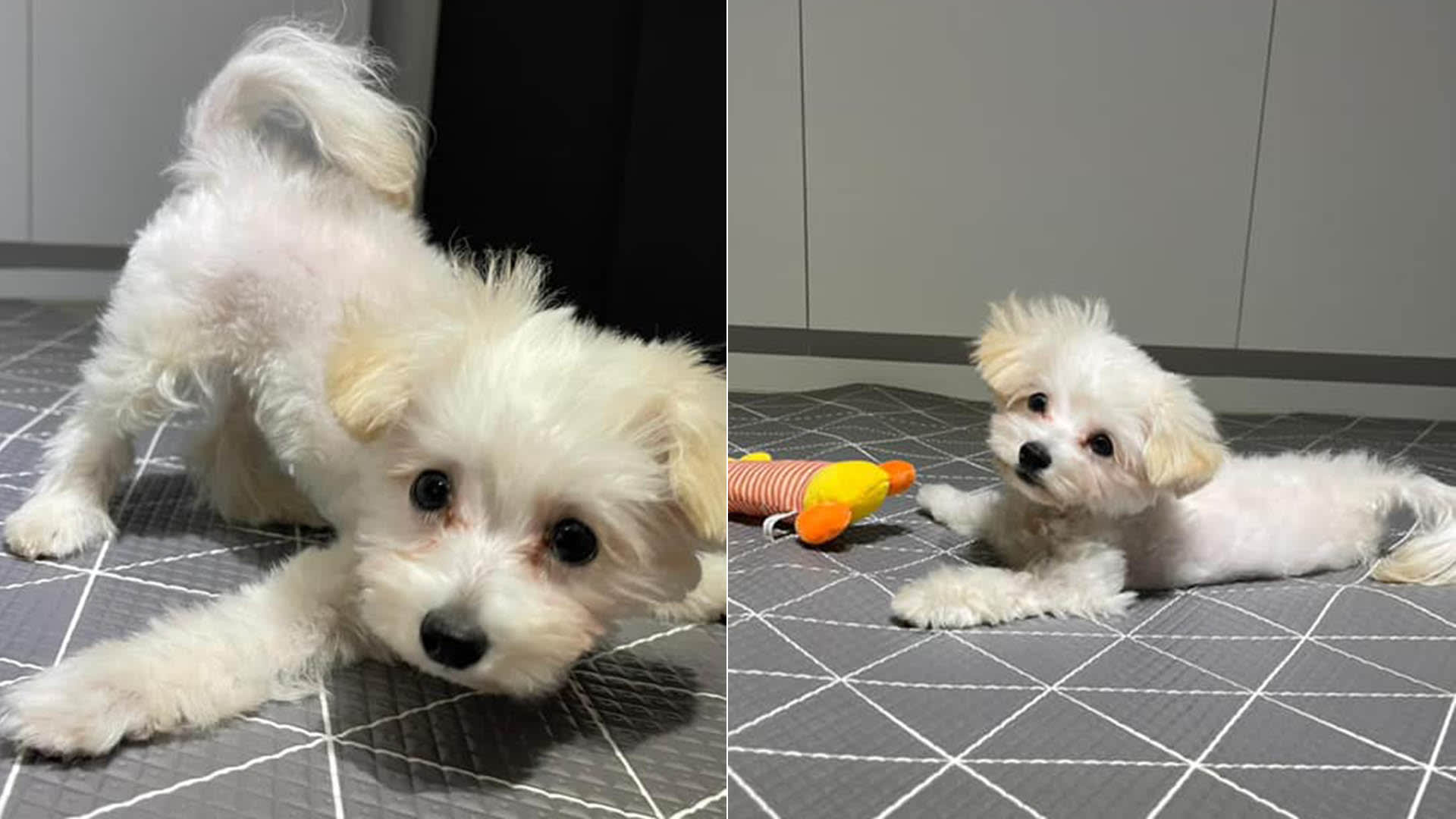 Paralysed Puppy Up For Adoption, Looking For His Forever Home Where His Medical Needs Will Be Well Taken Care Of Paralysed Puppy Up For Adoption, Looking For His Forever Home Where His Medical Needs Will Be Well Taken Care Of