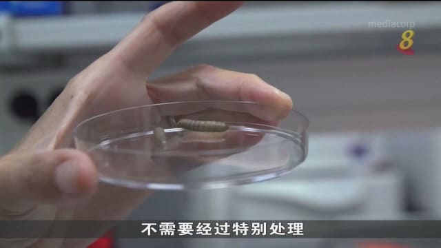 研究发现蜡虫能快速分解塑料 有望缓解塑料污染问题