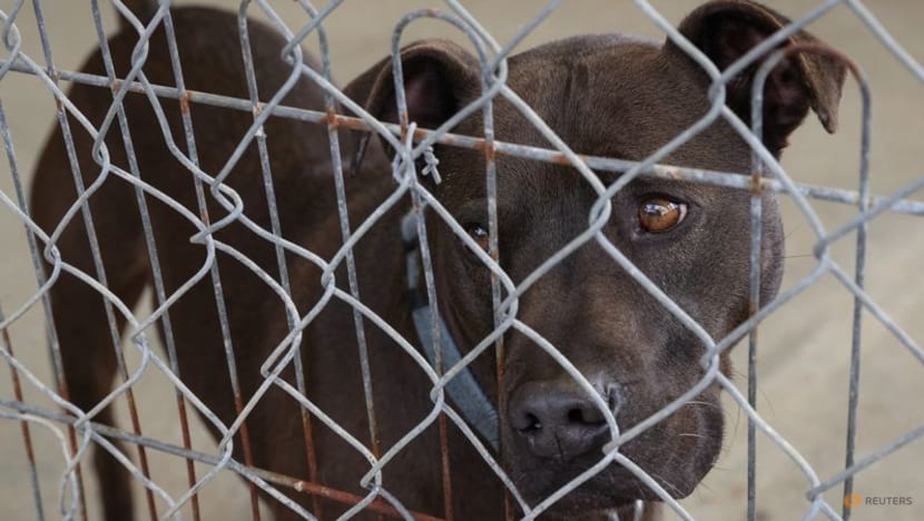 Pets left in limbo as Australian owners get cold feet Pets left in limbo as Australian owners get cold feet