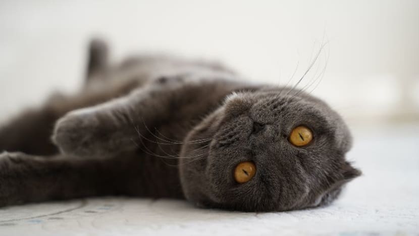 Guru tadika dakwa rugi RM69,030 diperdaya beli kucing 'scottish' menerusi Facebook