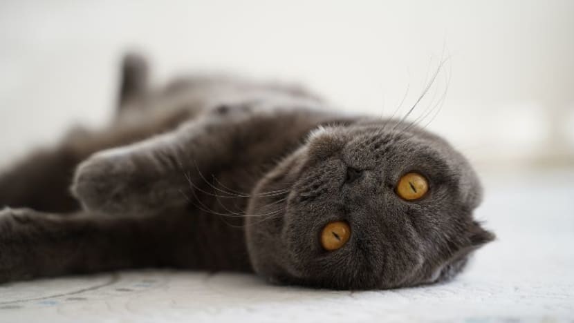 Guru tadika dakwa rugi RM69,030 diperdaya beli kucing 'scottish' menerusi Facebook Guru tadika dakwa rugi RM69,030 diperdaya beli kucing 'scottish' menerusi Facebook