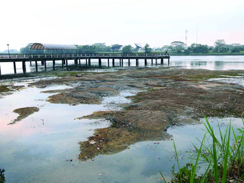 Some areas around the Lower Seletar Reservoir dried up on March 4, 2014 due to the prolonged dry weather. TODAY file photo