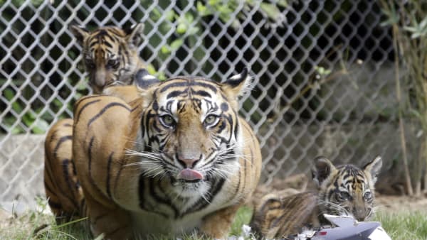One dead in suspected Indonesia tiger attack, hunt ongoing