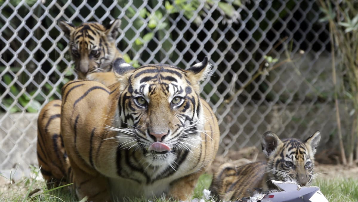Diduga serangan harimau membunuh manusia di Indonesia, perburuan terus berlanjut