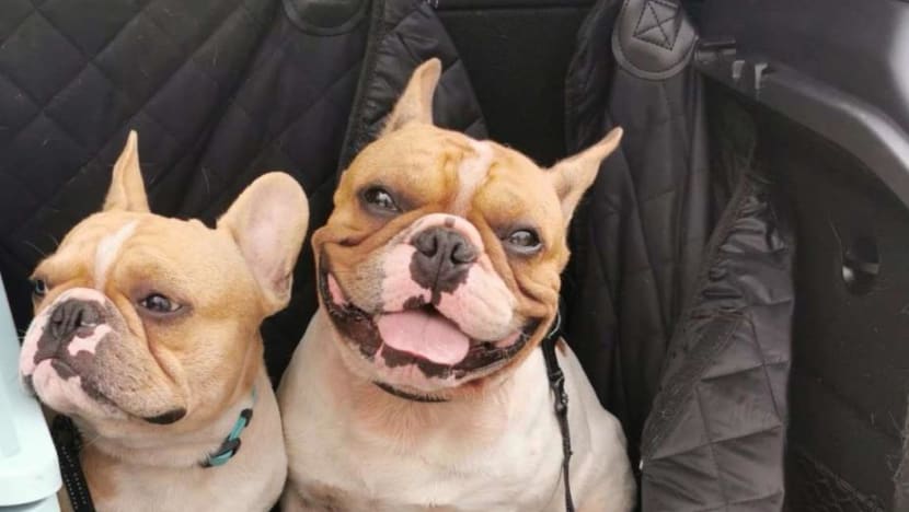 Dog trainer fined after two French bulldogs left in car boot die of heat stress