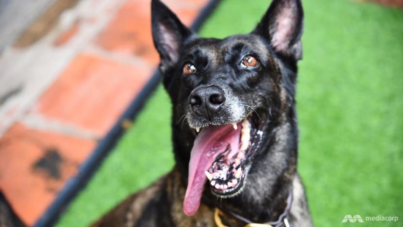 De-mining dogs to be given ‘world-first’ hero's retirement De-mining dogs to be given ‘world-first’ hero's retirement