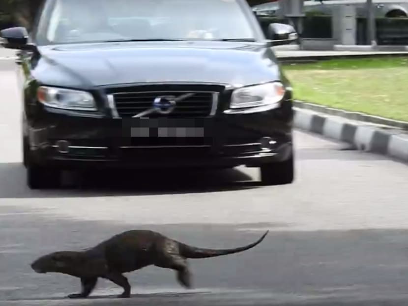The Big Read: As animal encounters hit the headlines, a divide opens up The Big Read: As animal encounters hit the headlines, a divide opens up